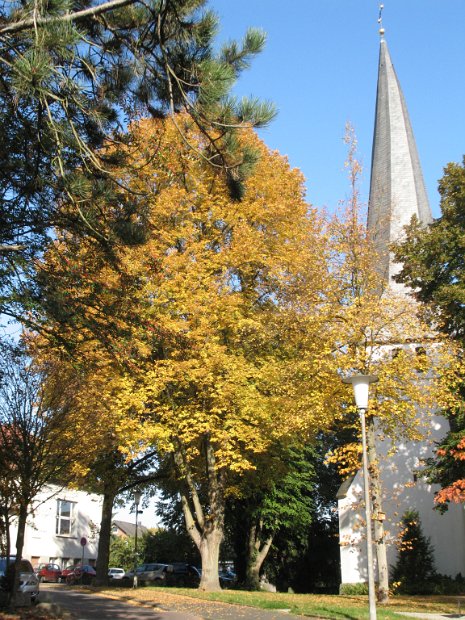 Gohfelder Kirche im Herbst